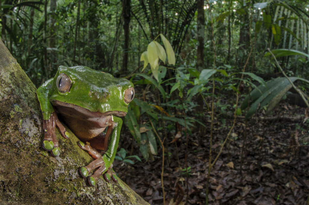 Andrew Snyder Reptiles And Amphibians Of Guyana Discover 