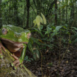 Andrew Snyder Reptiles And Amphibians Of Guyana Discover