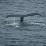 Boston Harbor Cruises New England Whale Watch Flickr