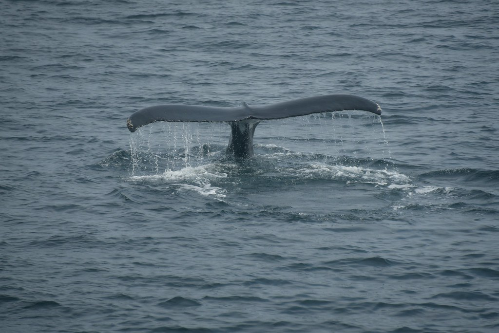 Boston Harbor Cruises New England Whale Watch Flickr