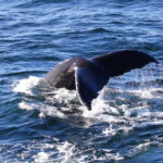 BOSTON HARBOR CRUISES WHALE WATCH