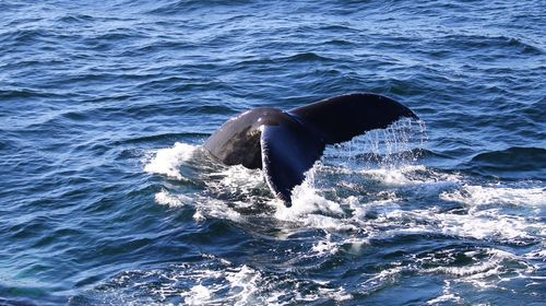  BOSTON HARBOR CRUISES WHALE WATCH 